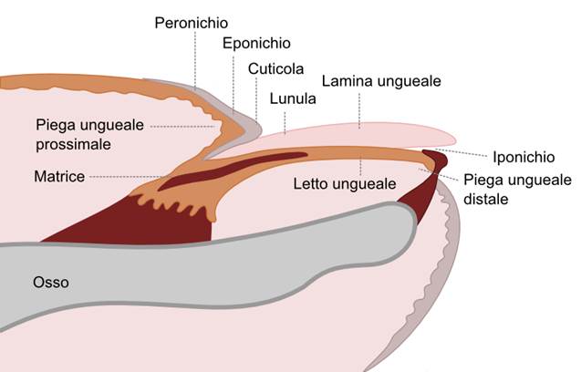 struttura dell'unghia, iponichio, anatomia dell'unghia, unghie, ricostruzione unghie, formazione, onicotecniche, eponichio, cuticole, le cuticole si tagliano